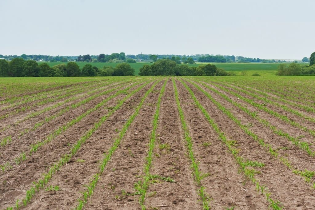Rows of productive agricultural farmland